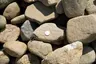 Natural Round River Stone (3"–6") thumbnail 1