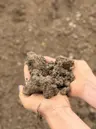 Top Soil Screened thumbnail 3