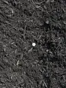 Shredded Black Mulch thumbnail 2