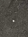 Premium Soil Mix thumbnail 2