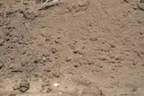 Screened Loam thumbnail 2
