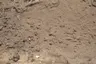 Screened Loam thumbnail 2